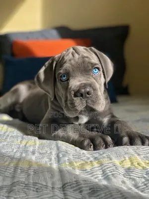 1-3 months Male Purebred Cane Corso
