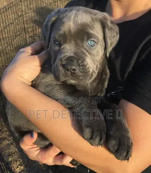 1-3 months Male Purebred Cane Corso