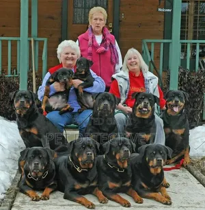1-3 months Male Purebred Rottweiler