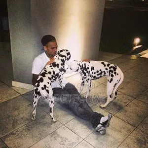 1-3 months Male Purebred Dalmatian
