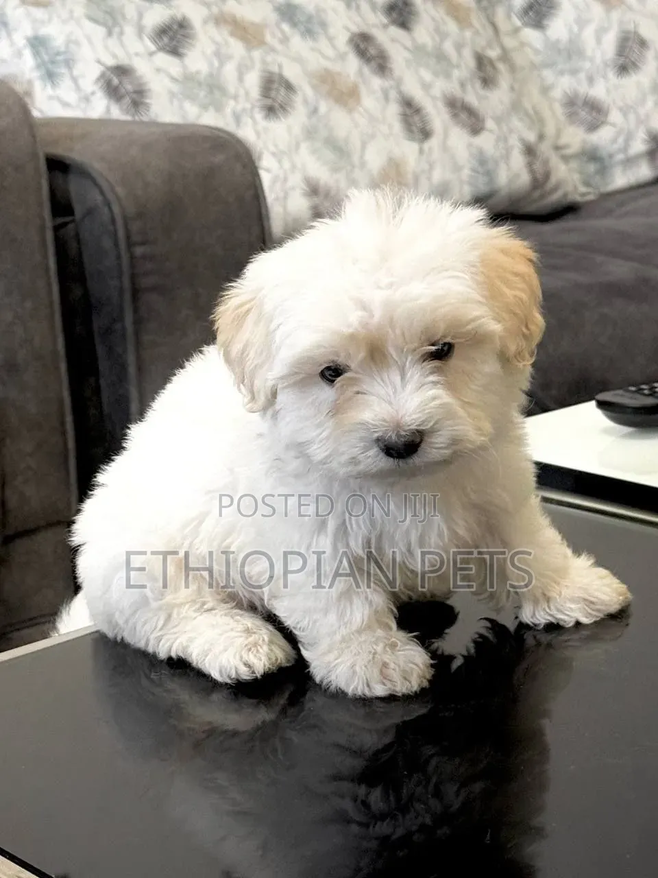 0-1 month Male Purebred Maltese
