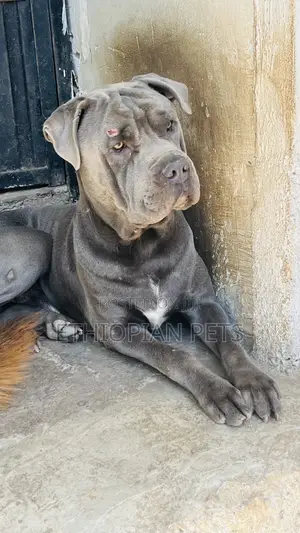 1+ year Male Purebred Mastiff