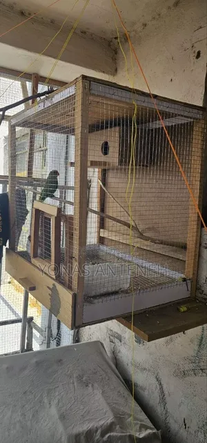 Parrot With Cage