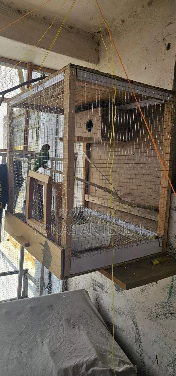 Parrot With Cage