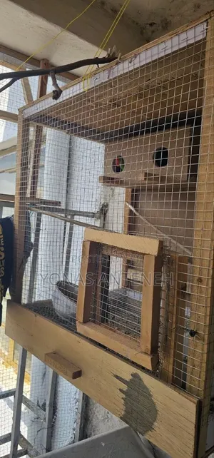 Parrot With Cage