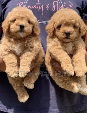 1-3 months Male Purebred Poodle