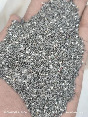 "10 ኩንታል ንጹህ የቺያ ሲድ ምርት በጅምላ"Chia Seeds Wholesale 10 Kunstal"