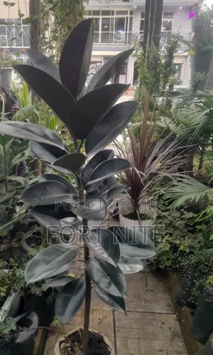 Tg Flora Gardening/Landscaping Indoor Plants(Soil,Grass,Pots Plant)