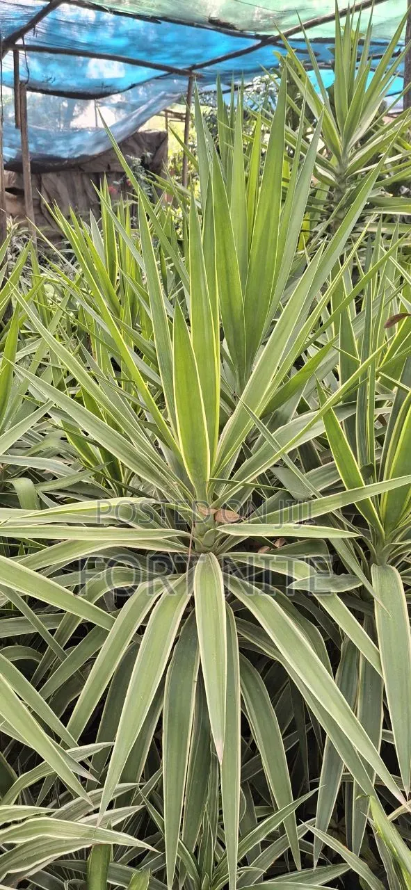 Tg Flora Gardening/Landscaping Indoor Plants(Soil,Grass,Pots Plant)
