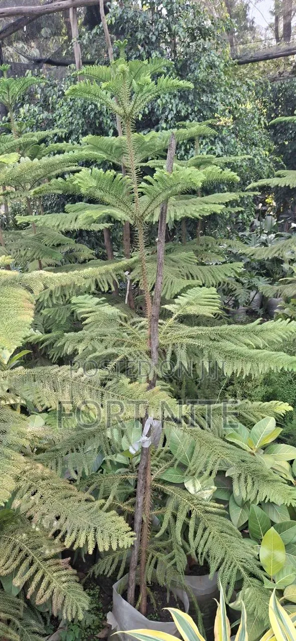 Tg Flora Gardening/Landscaping Indoor Plants(Soil,Grass,Pots Plant)