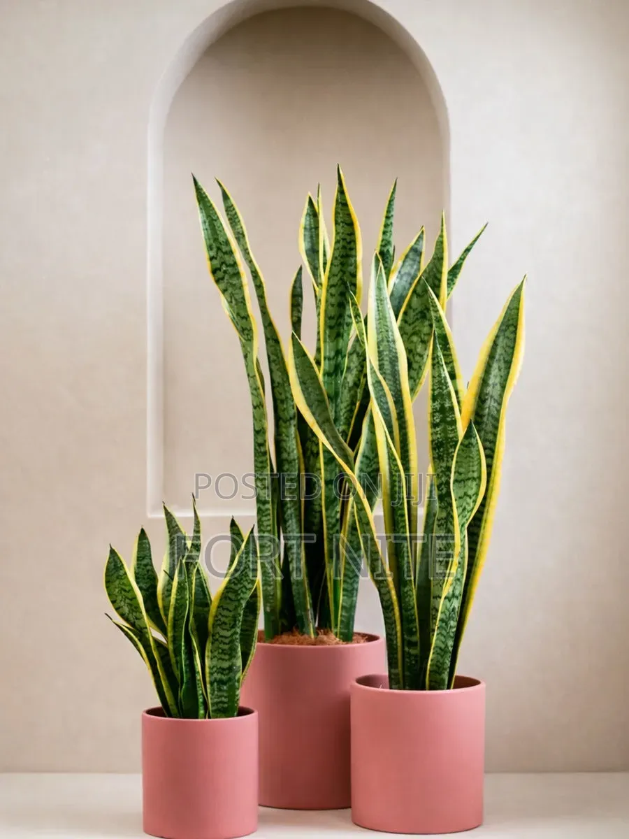 Tg Flora Gardening/Landscaping Indoor Plants(Soil,Grass,Pots Plant)