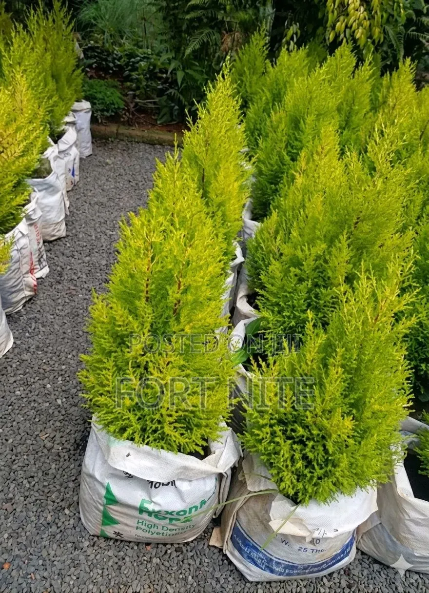 Tg Flora Gardening/Landscaping Indoor Plants(Soil,Grass,Pots Plant)