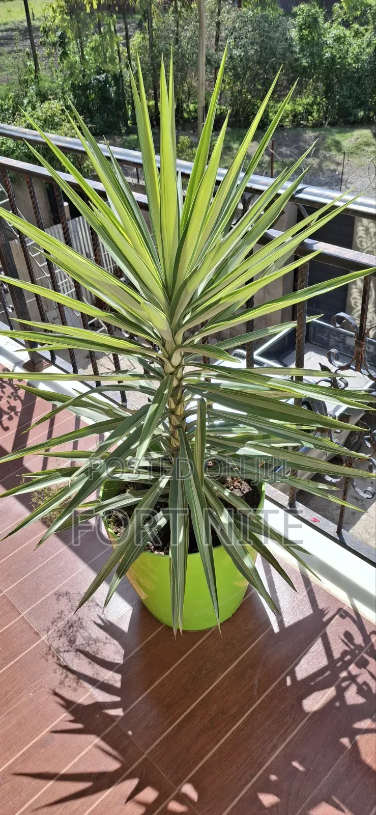 Tg Flora Gardening/Landscaping Indoor Plants(Soil,Grass,Pots Plant)