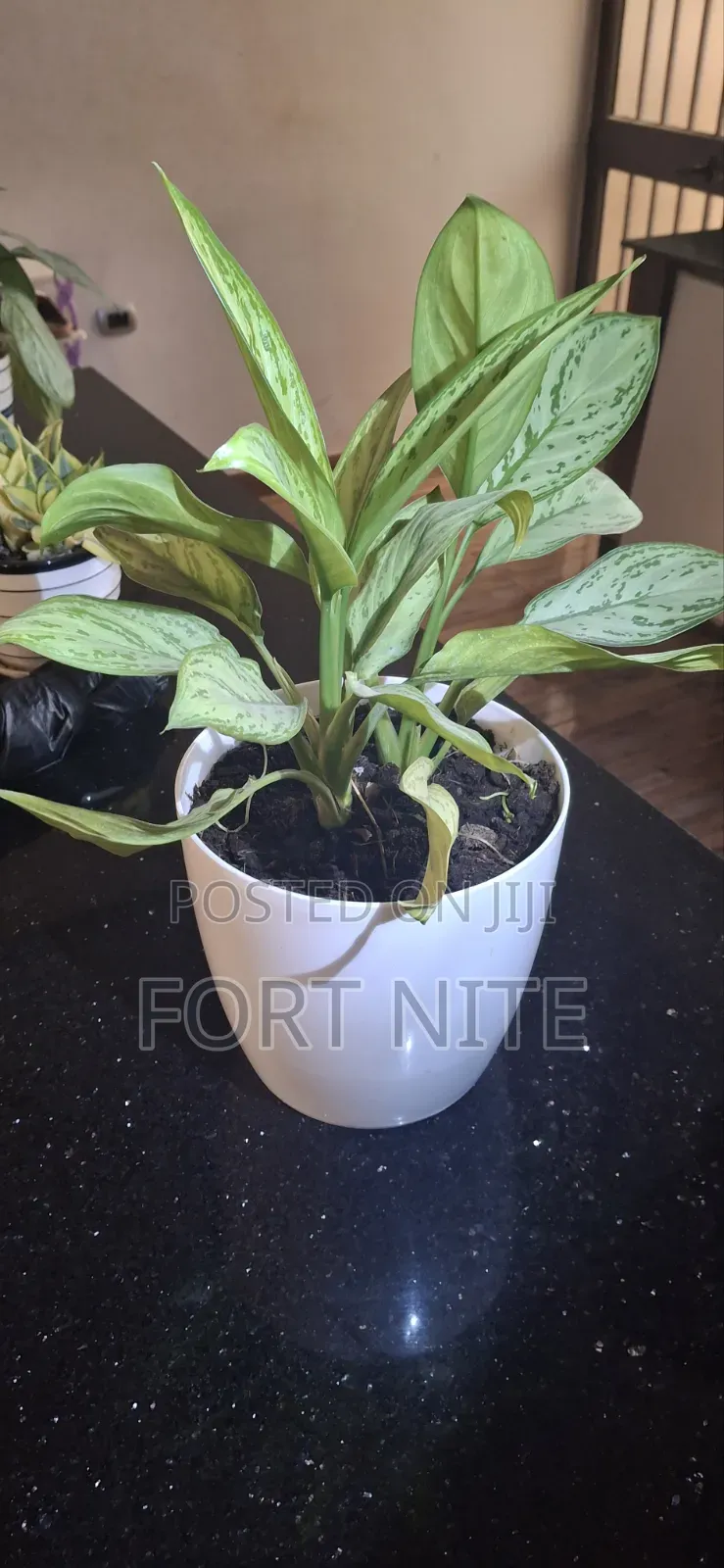 Tg Flora Gardening/Landscaping Indoor Plants(Soil,Grass,Pots Plant)