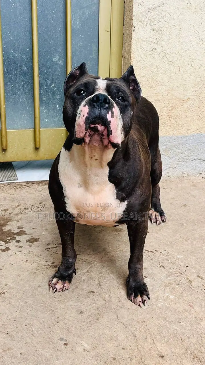 1+ year Female Purebred American Bully