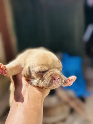 1-3 months Male Purebred American Bully