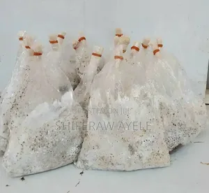 የበተን መሽሩም ዘር | Button Mushroom Spawn