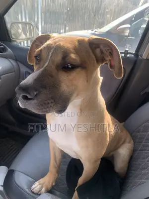 3-6 months Male Purebred Boerboel