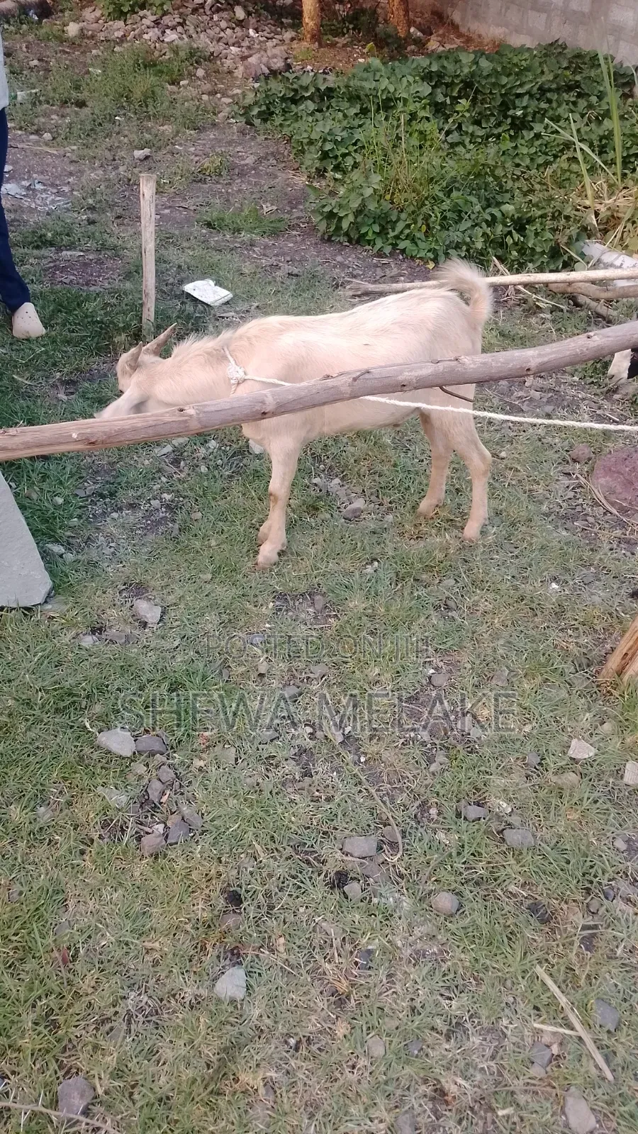 መስቀል ፍላወር የሚሸጥ ቦታ
