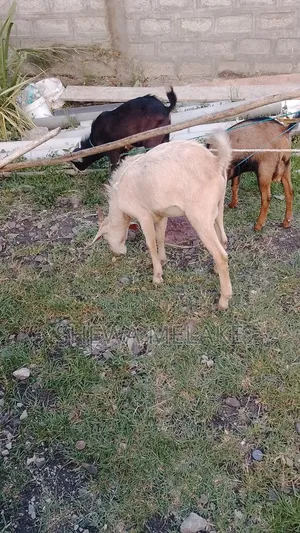 መስቀል ፍላወር የሚሸጥ ቦታ