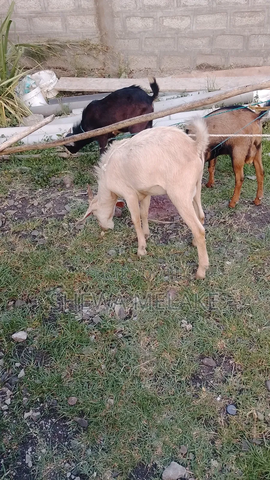 መስቀል ፍላወር የሚሸጥ ቦታ