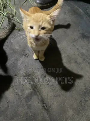 1-3 months Male Purebred American Shorthair
