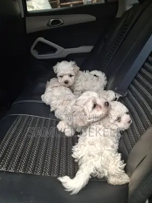 1-3 months Female Purebred Maltese