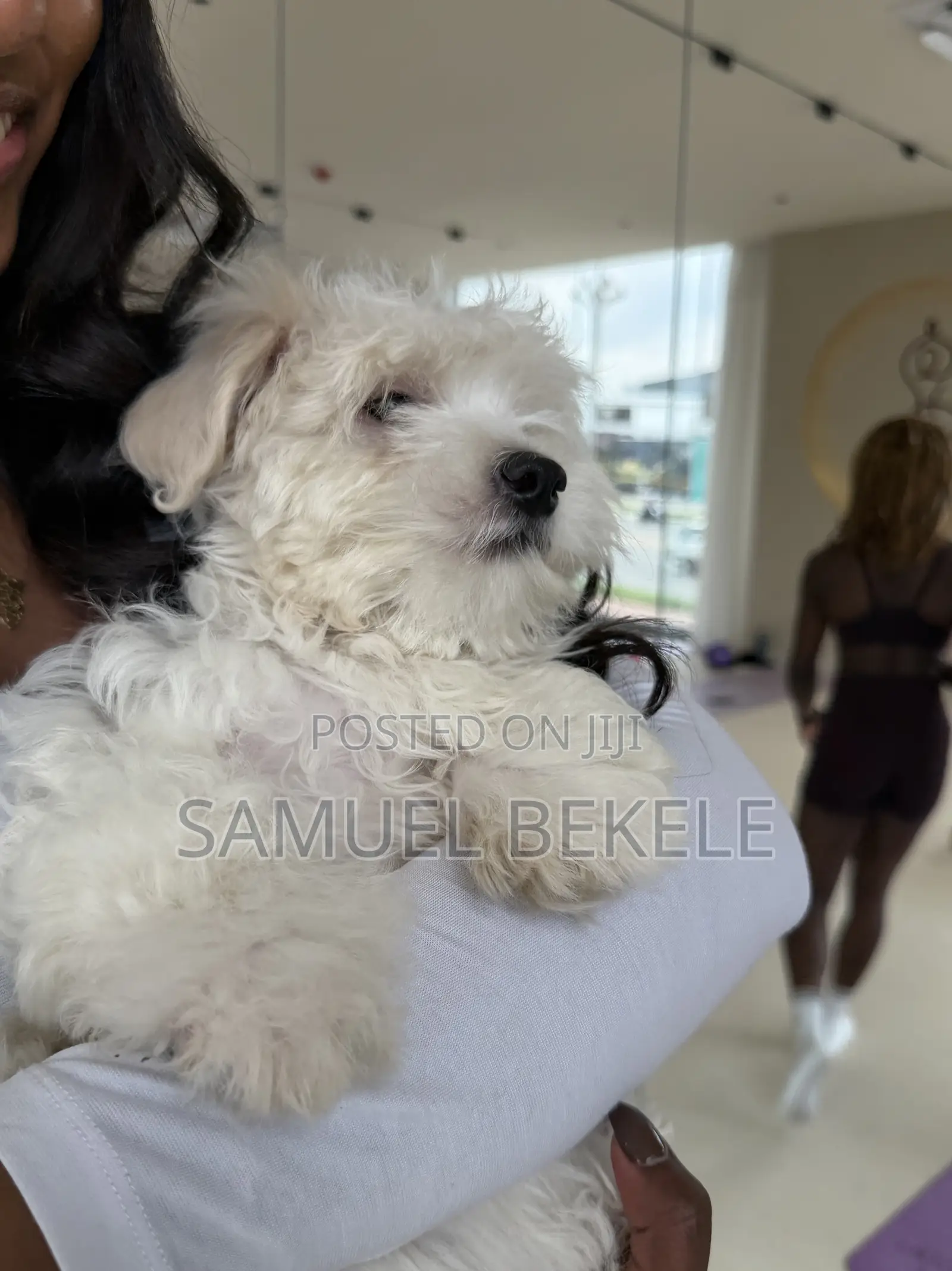 1-3 months Female Purebred Maltese