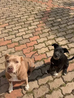 1-3 months Female Mixed Breed American Pit Bull Terrier