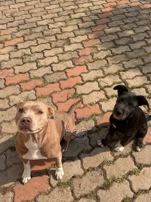1-3 months Female Mixed Breed American Pit Bull Terrier