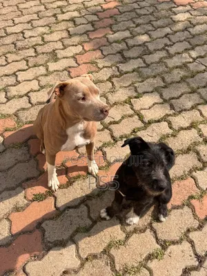1-3 months Female Mixed Breed American Pit Bull Terrier
