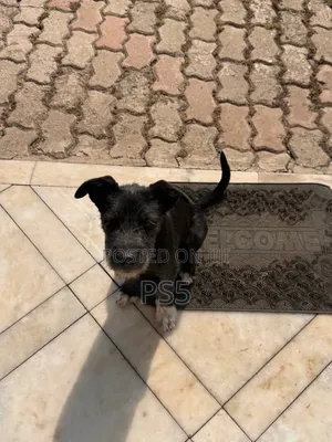 1-3 months Female Mixed Breed American Pit Bull Terrier