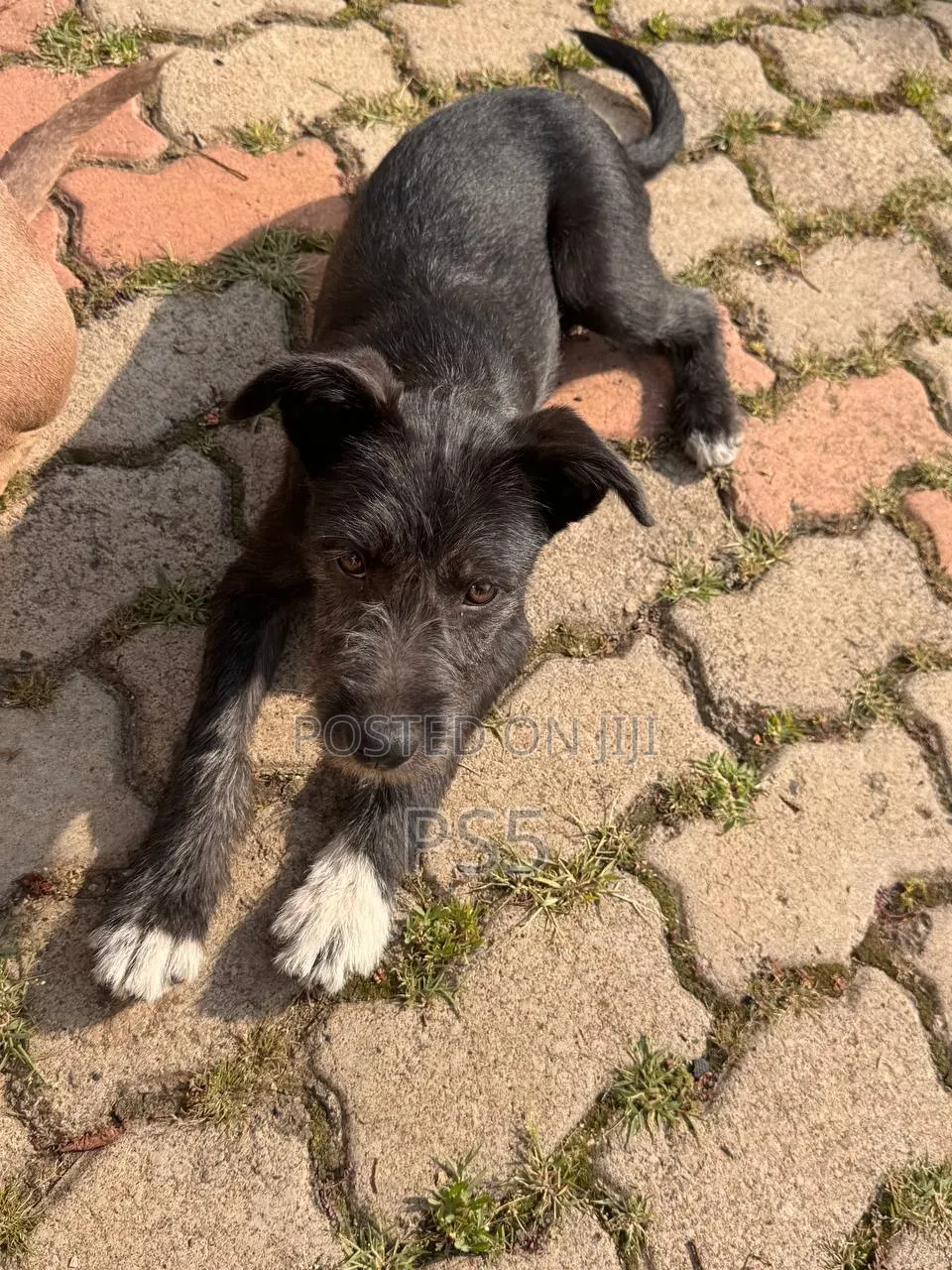1-3 months Female Mixed Breed American Pit Bull Terrier