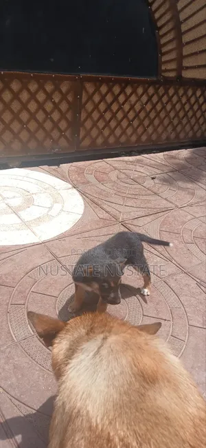 1-3 months Female Mixed Breed German Shepherd