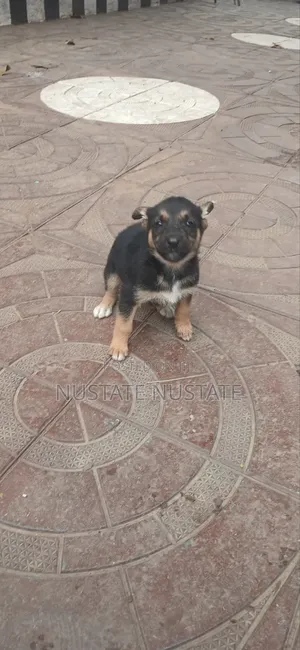 1-3 months Female Mixed Breed German Shepherd