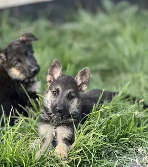 1-3 months Male Purebred German Shepherd