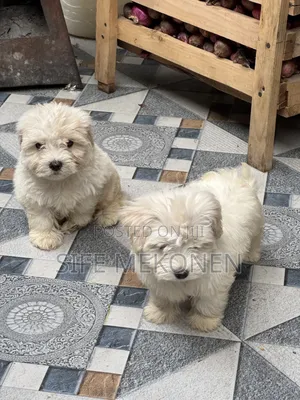 1-3 months Male Purebred Maltese