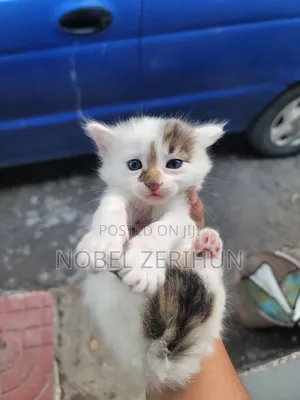 0-1 month Female Mixed Breed Abyssinian