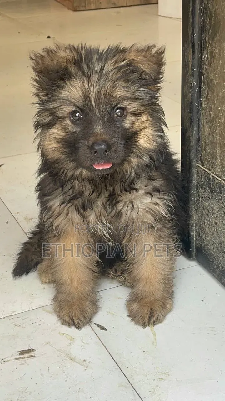 1-3 months Male Purebred German Shepherd