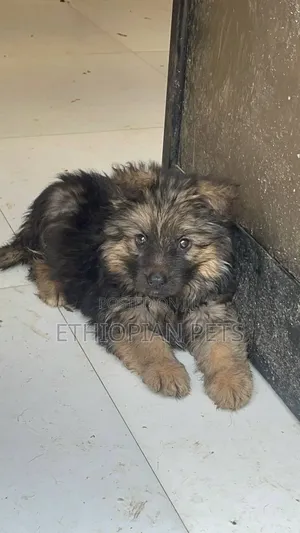 1-3 months Male Purebred German Shepherd