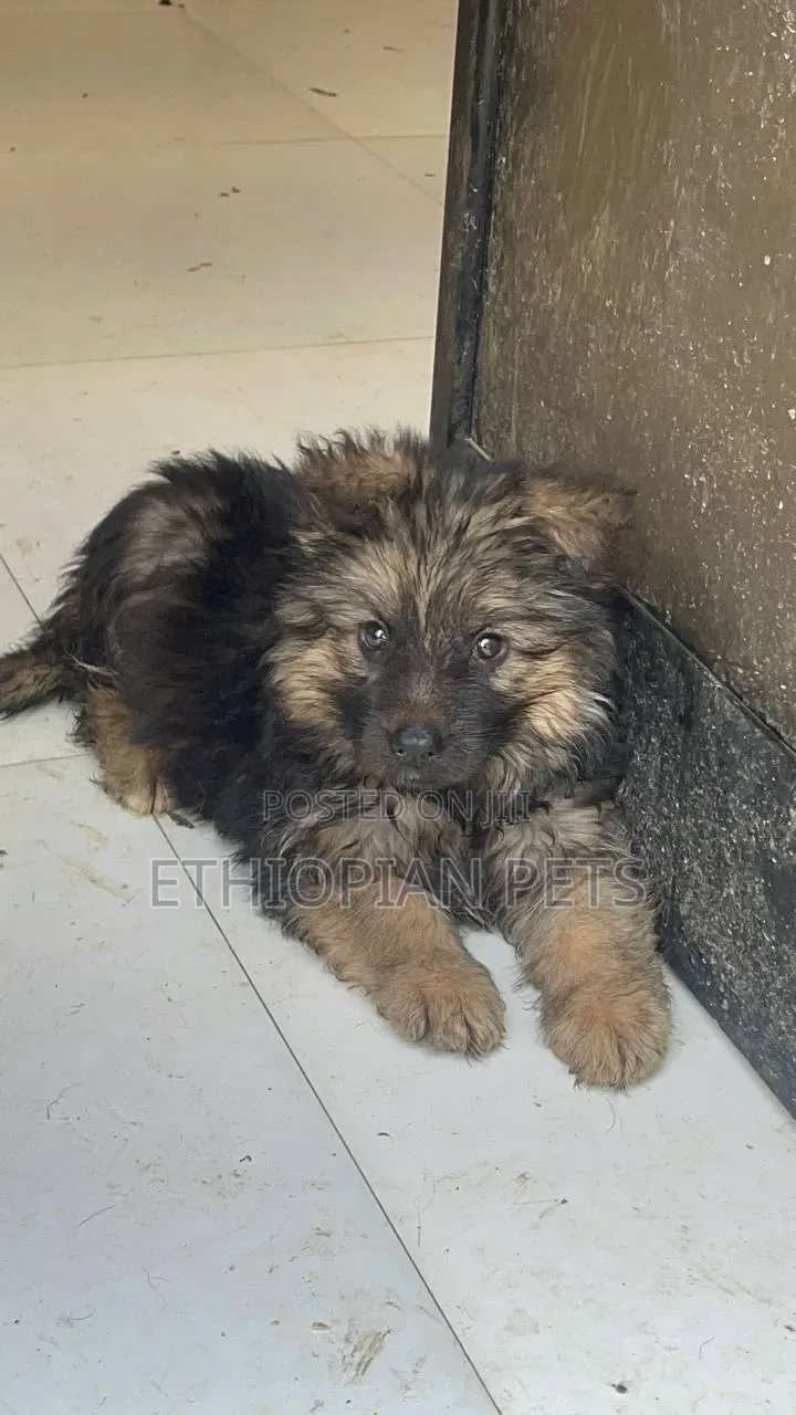 1-3 months Male Purebred German Shepherd