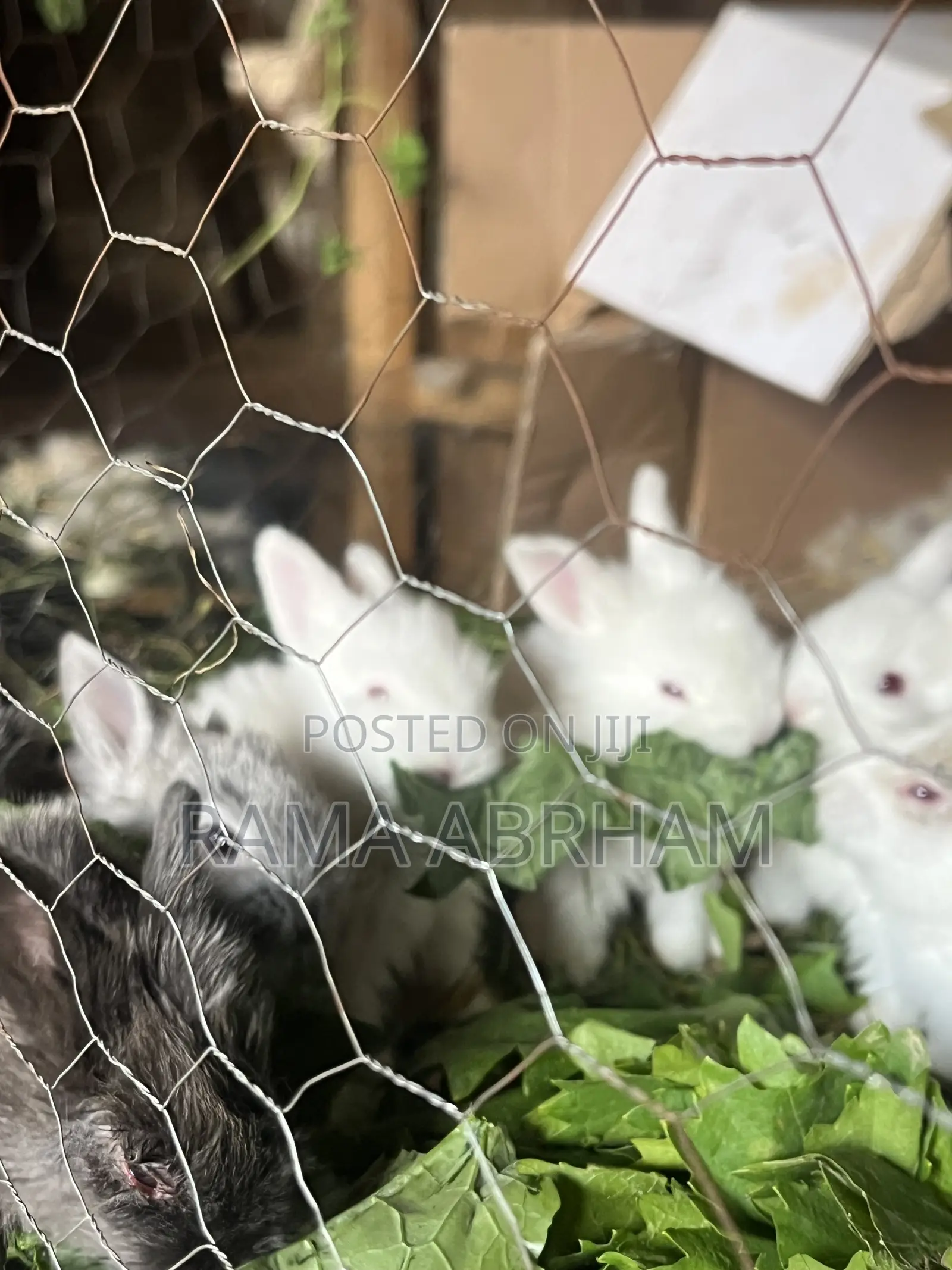 Home Pets Rabbits