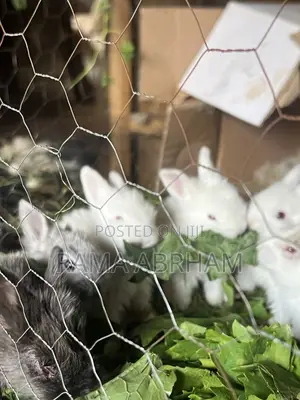 Home Pets Rabbits