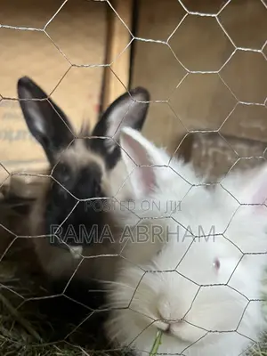 Home Pets Rabbits