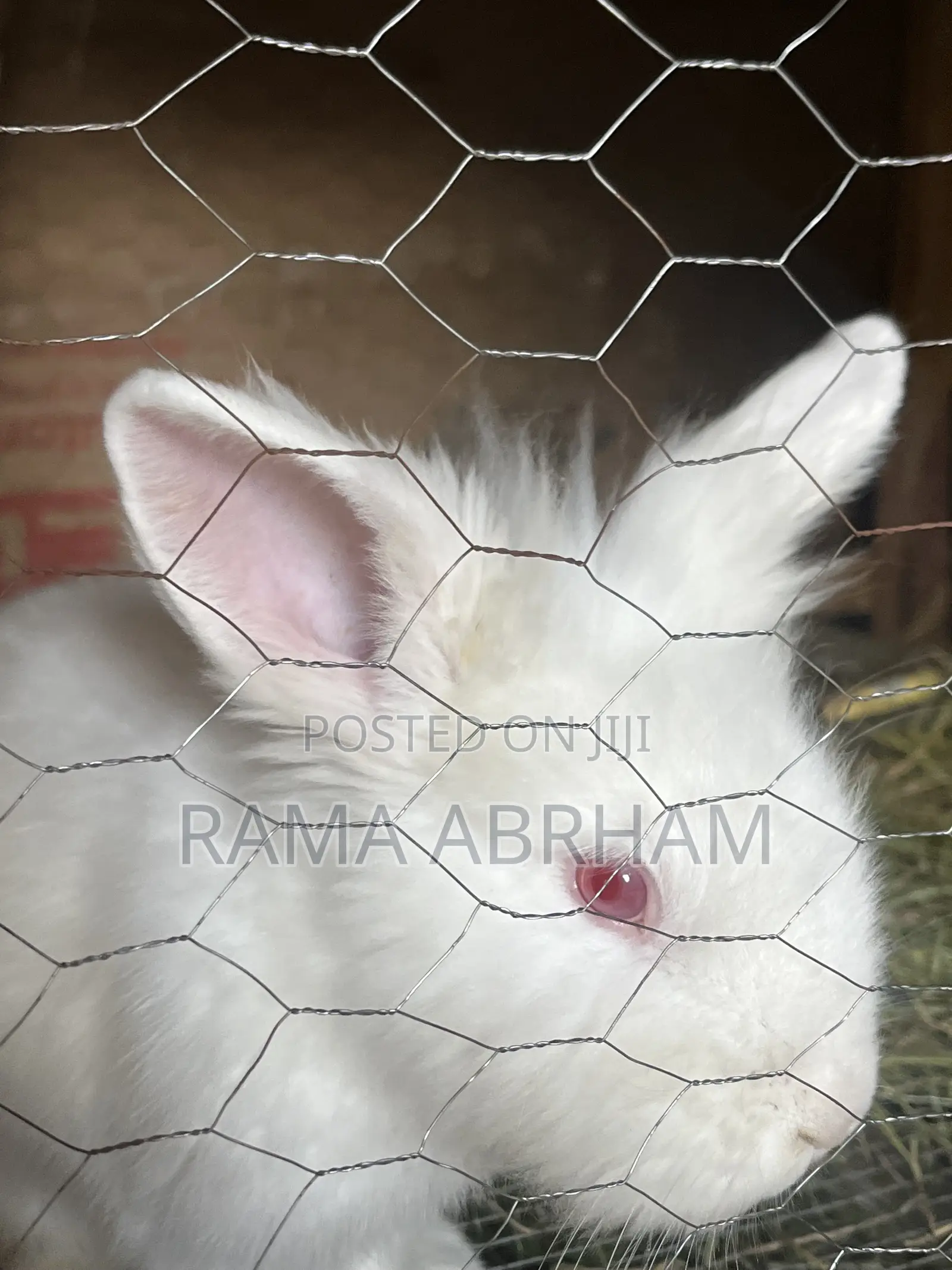 Home Pets Rabbits