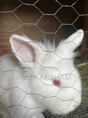 Home Pets Rabbits