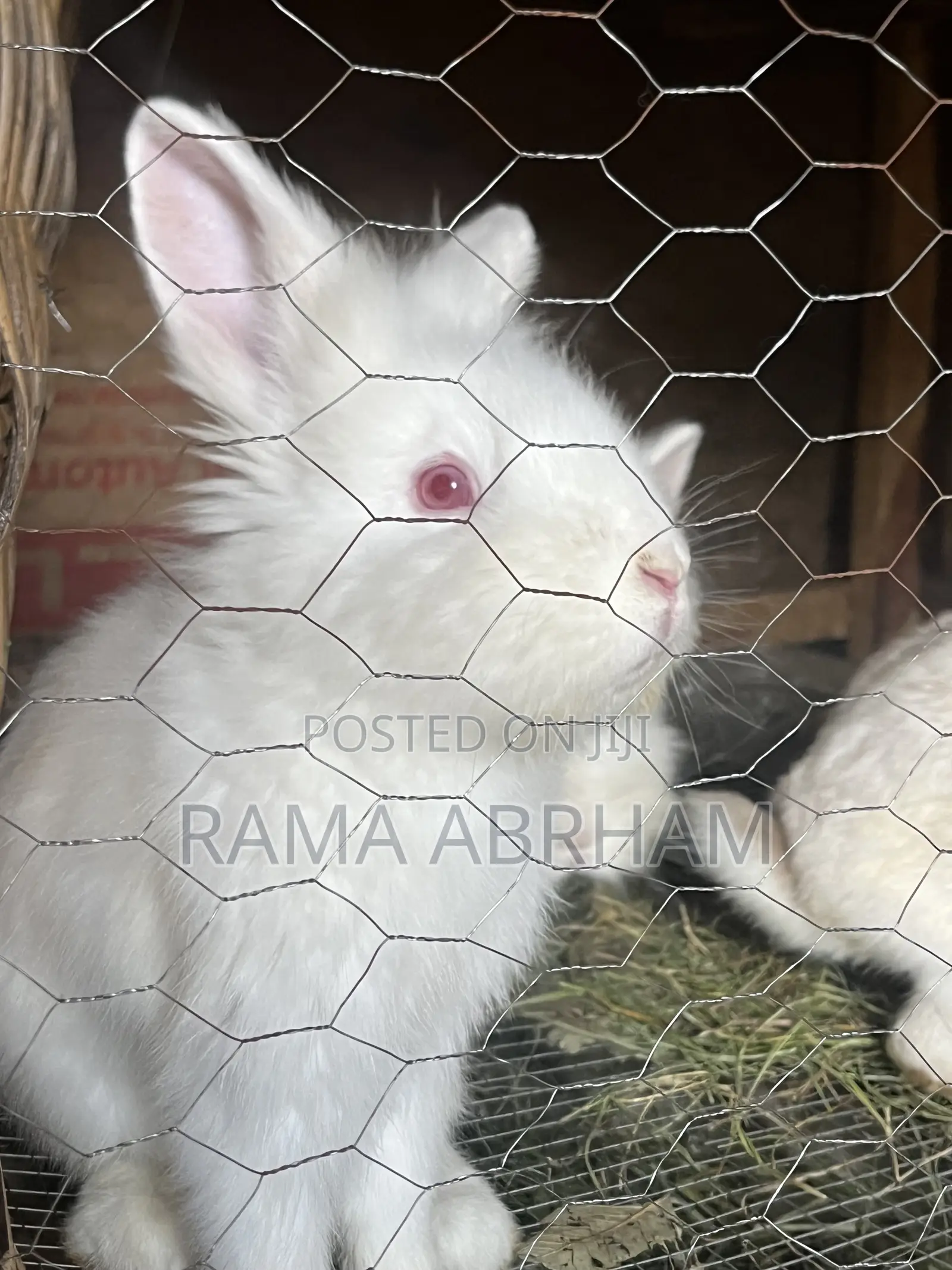 Home Pets Rabbits