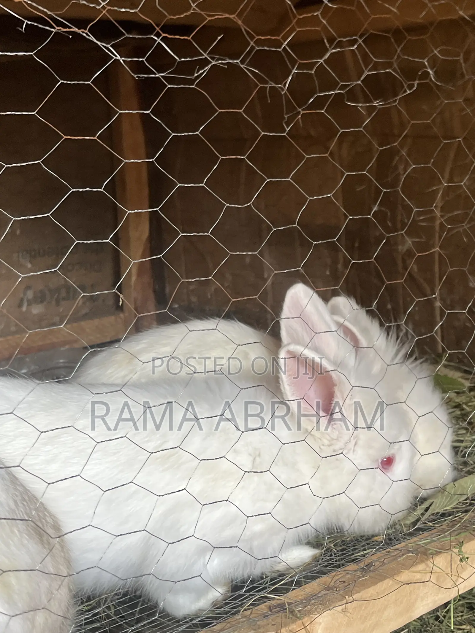 Home Pets Rabbits