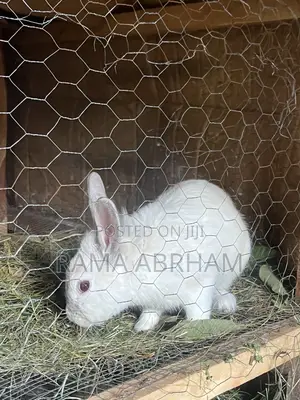 Home Pets Rabbits