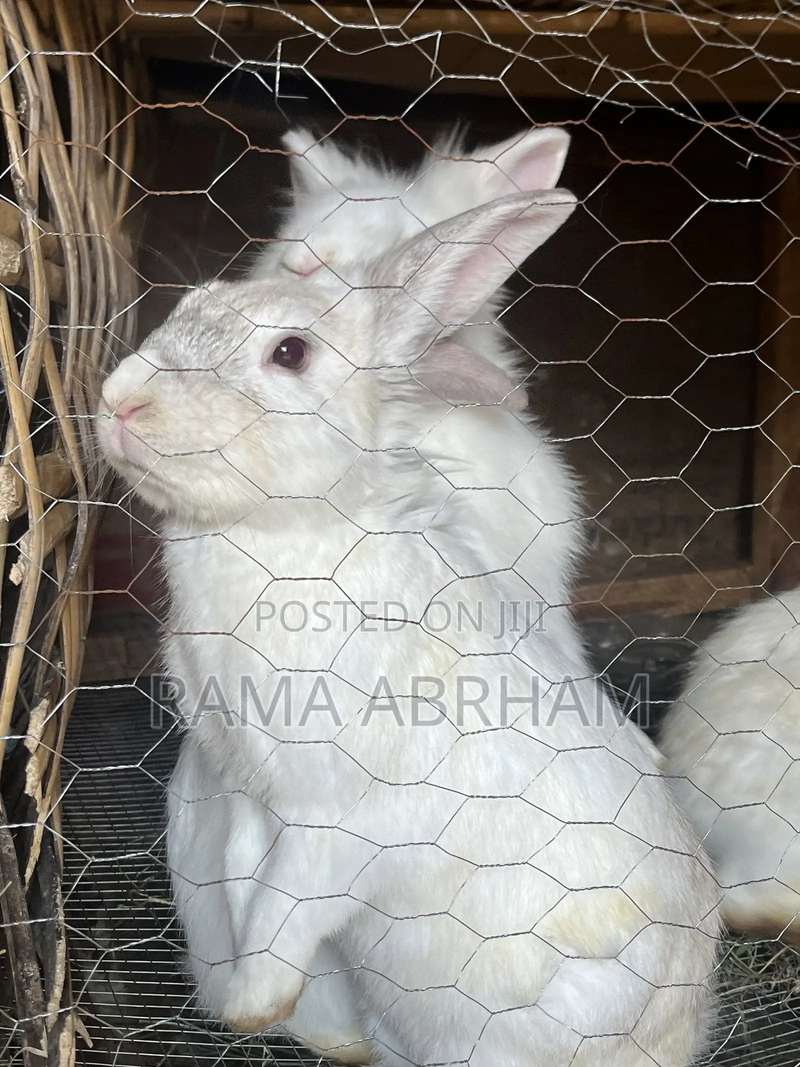 Home Pets Rabbits